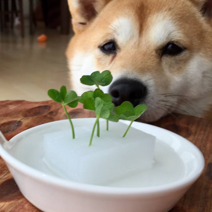 Efdbf010 4b4b 4292 b01a b0d2d833bfc2