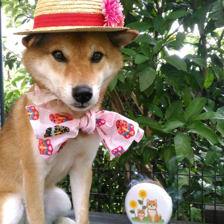 Efe3a1d7 9993 4b85 8ef4 cf9d009ed0d5