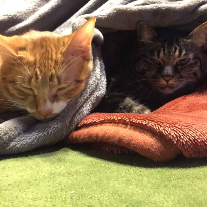 Efec7b73 c3b1 4a82 acca 187167bad324