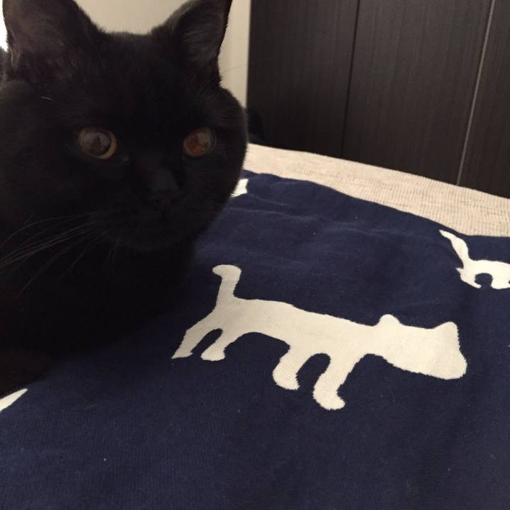 Effa00d1 1785 48c3 99f7 38cf32706e3c