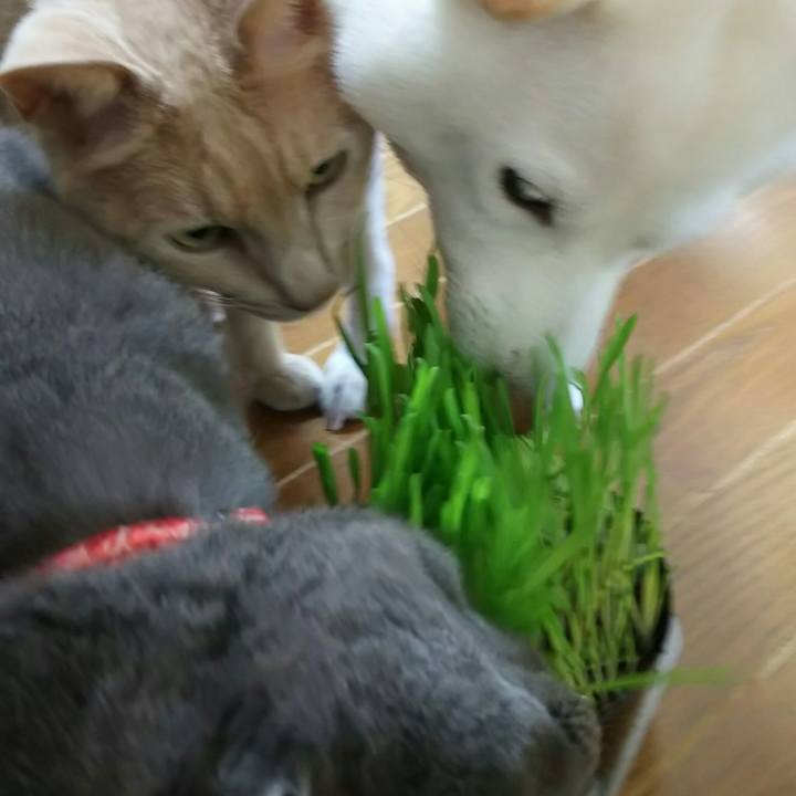 F00adf9a 331d 4831 8514 916a438c8505