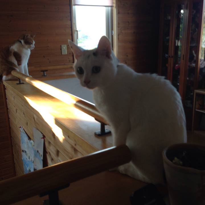 F01b0184 68d8 47b5 92d1 345d884e380f