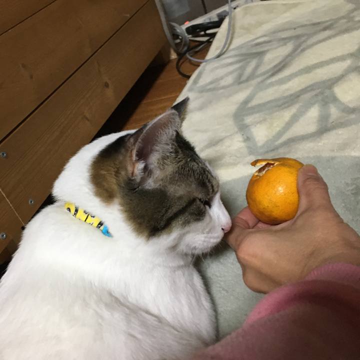 F037b054 447d 4c3f 9633 8f503e8c3694