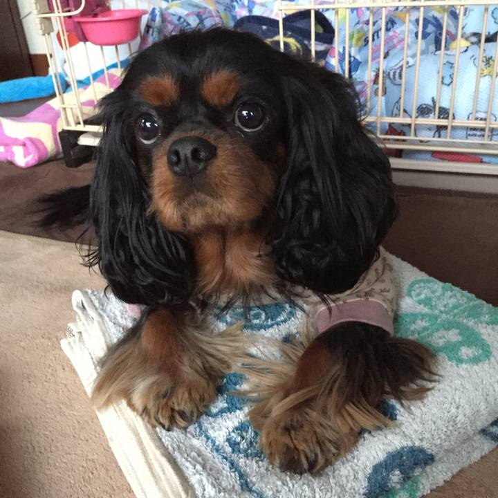 F06137b4 c550 4ba3 854e b8030a7a42f2