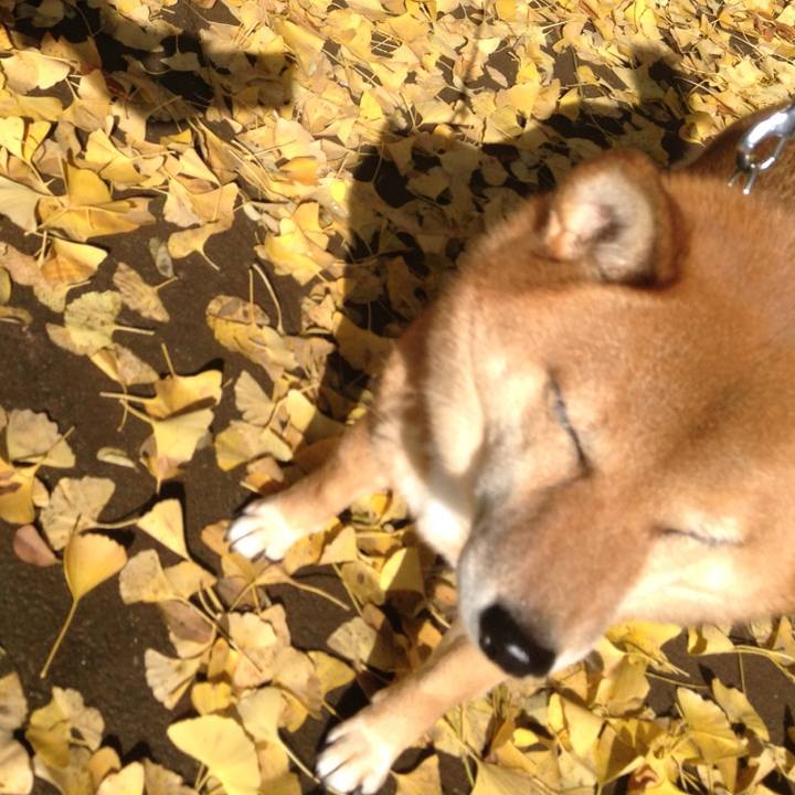 F061712b 7090 4d5e af87 61a355b2af7e