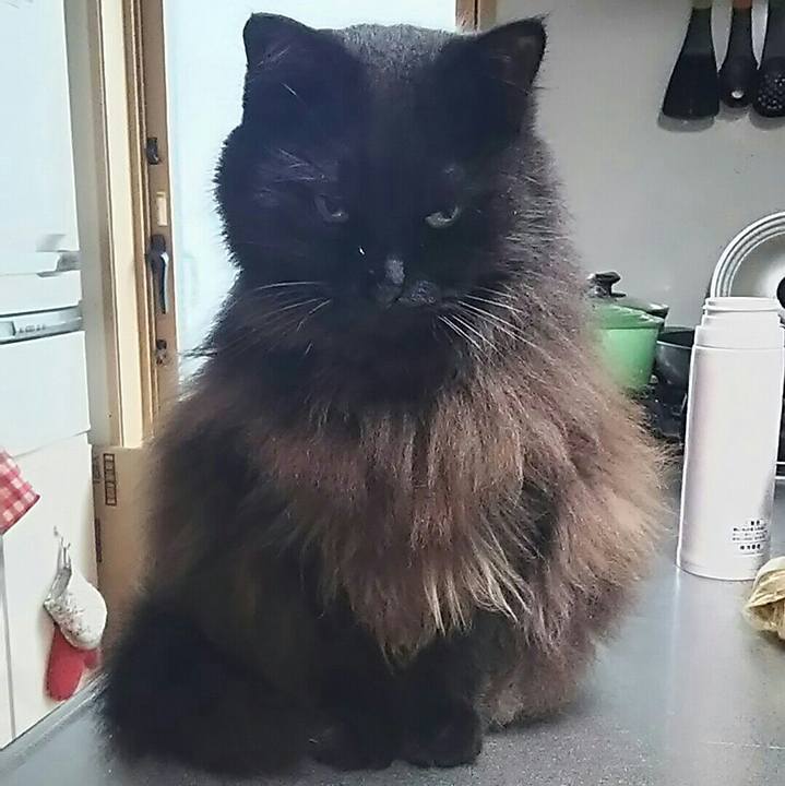 F06a88ff 272e 4bbd 947d f2d016292b87