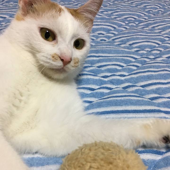 F0703ee3 15b5 45e6 9c43 cc547201fa44