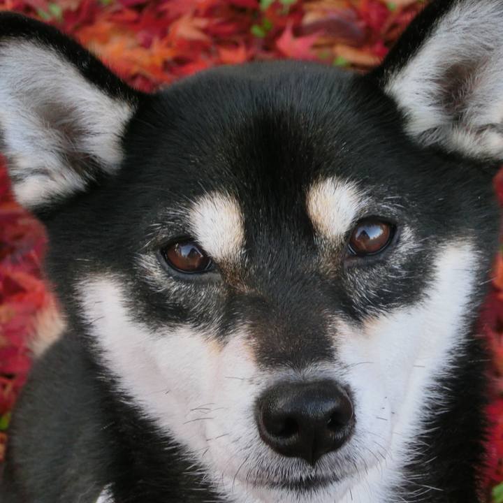 F07f03c0 406c 474f a745 99ed6ae81a2f