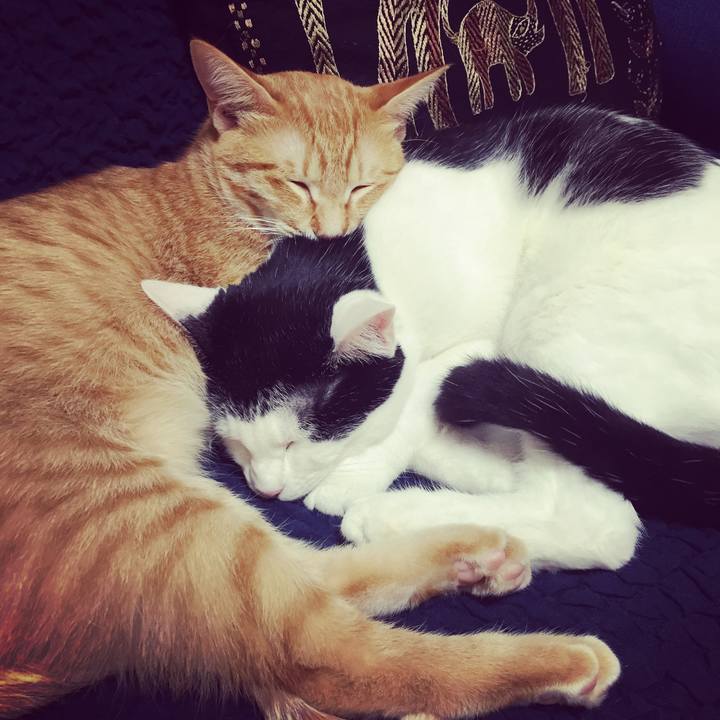 F08c99c5 70da 44b8 9d5c cc52a19c243b