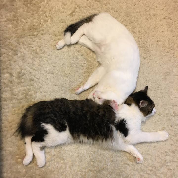 F08dae6f f245 47ca 9fef a850e99029b0