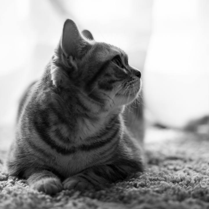 F0976bb2 62d5 45ae b04f ba034475097a