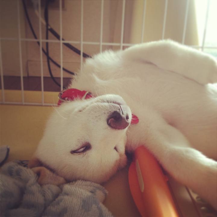 F0a2e34c 1017 4494 8544 555711f54652