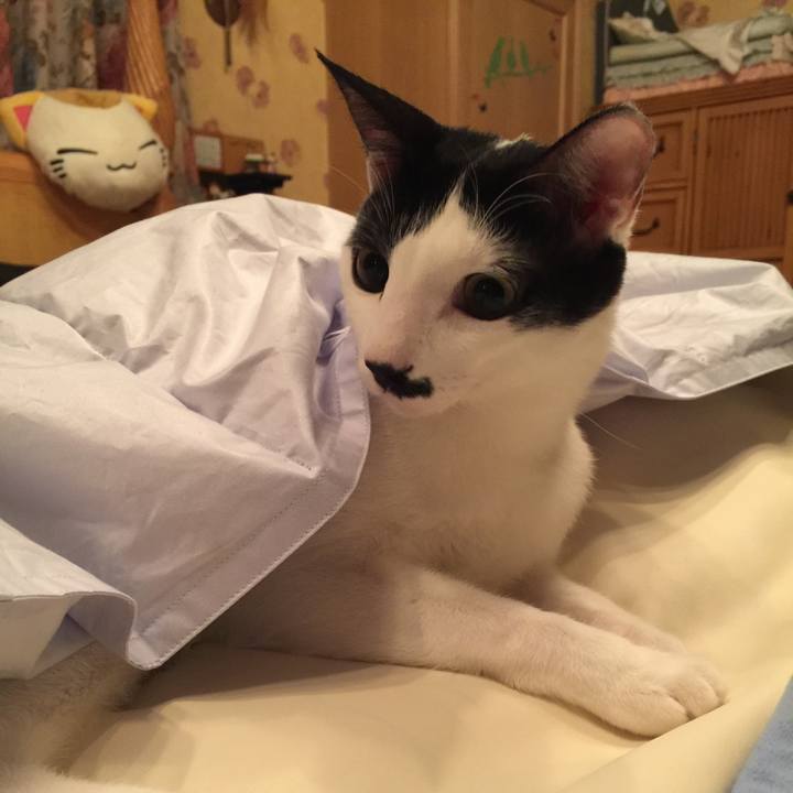 F0a74a4e fb20 44ea b6f9 6827997148ca