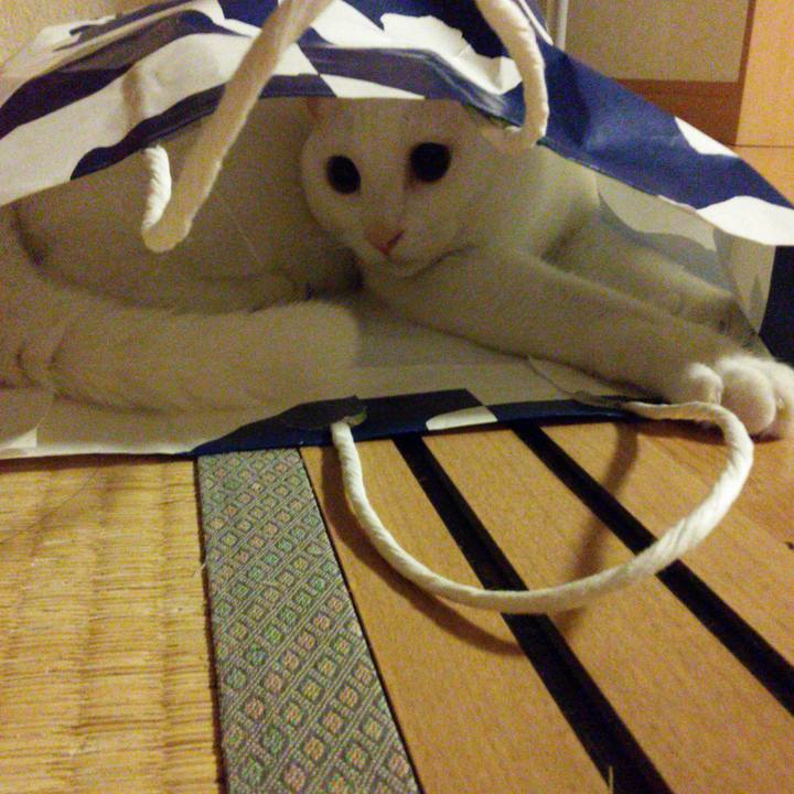 F0c43dc9 047c 48a9 ab8d 10634a254742