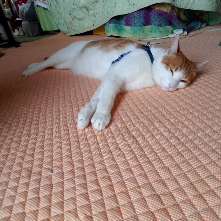 F0e0b1a0 a42c 4444 8fbb d762af013d0a