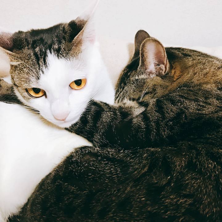 F0e10a8f 774b 4310 bd3f 57d3458cf5e1