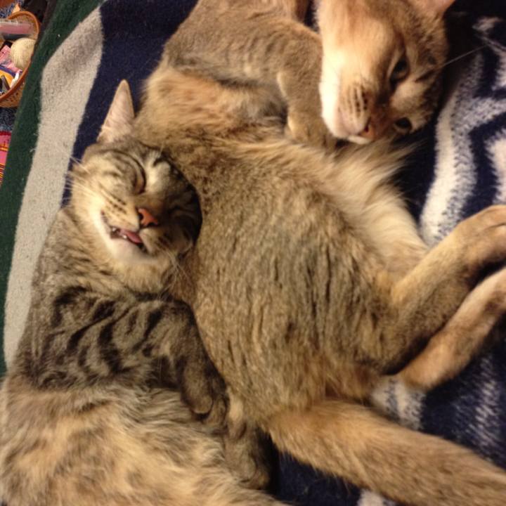 F0f21890 53a4 40f8 832f 768e718cd4de