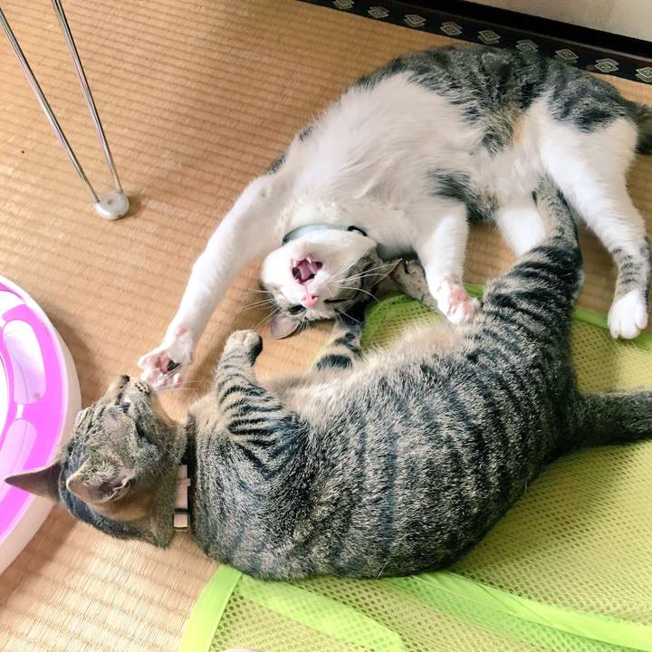 F0fefd78 fc81 4166 a5c0 a527fd53de60