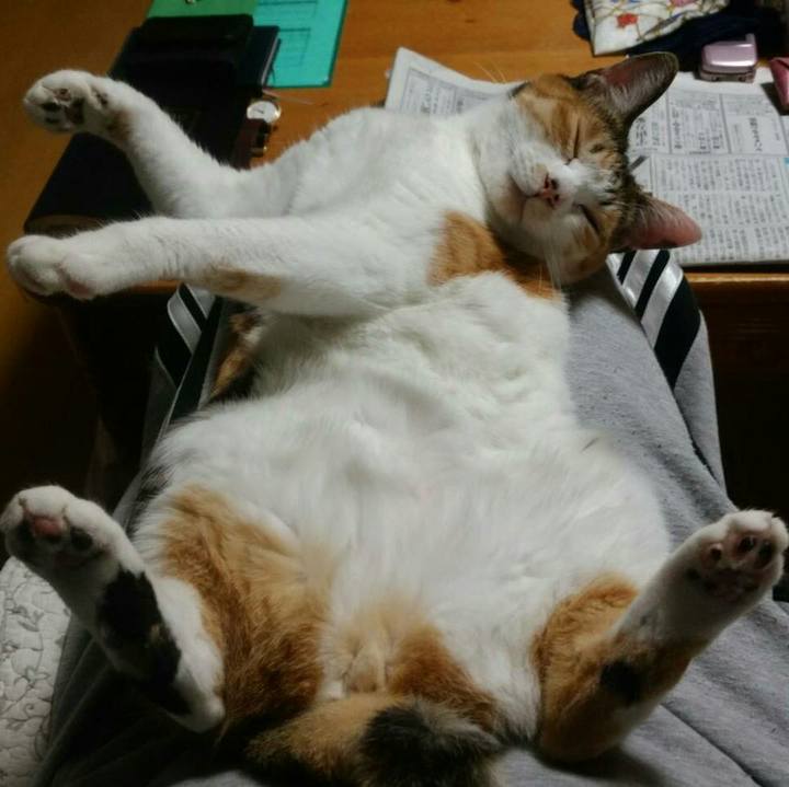 F106dfc7 f590 4c69 a02a 4e95982a437f