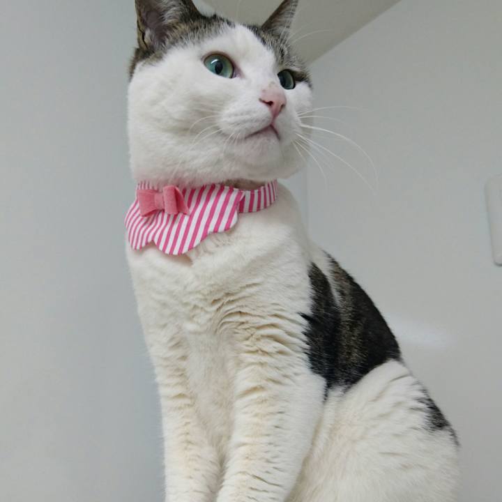 F10c94c8 f4bf 408b a13c 59781f988d09