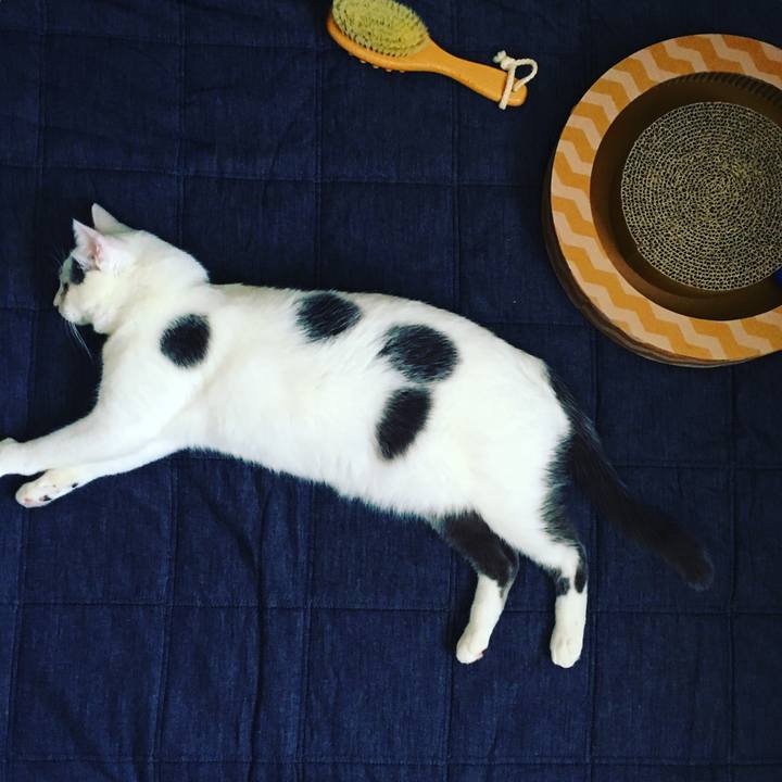 F11bcfdd cbd2 4338 a4d7 739bf7bd3f96