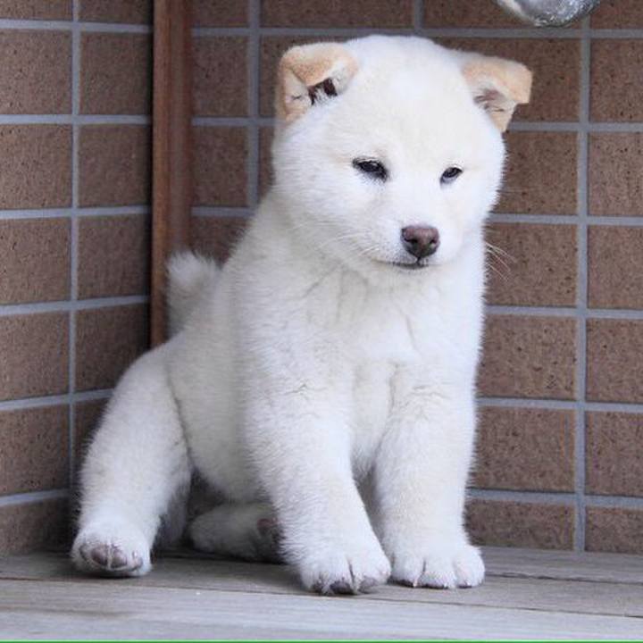 F11cf32c 7516 4644 b131 85dee994f673