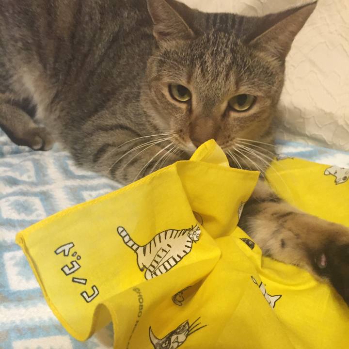 F144ac51 5a2f 4e18 a31f 63978b2d2f20