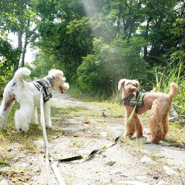 F15fe3a8 fd46 42ba 80ca 5c7dc04719b8