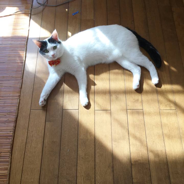 F16a1c74 8f11 406c 9c66 10dc1d0ad332