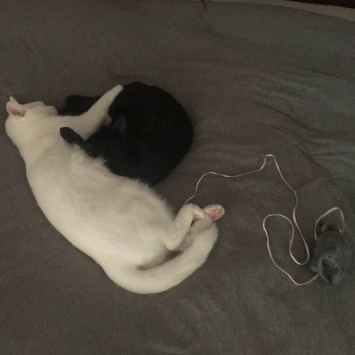 F18b690f 15dc 4eba 989b 13d8a0e2288e