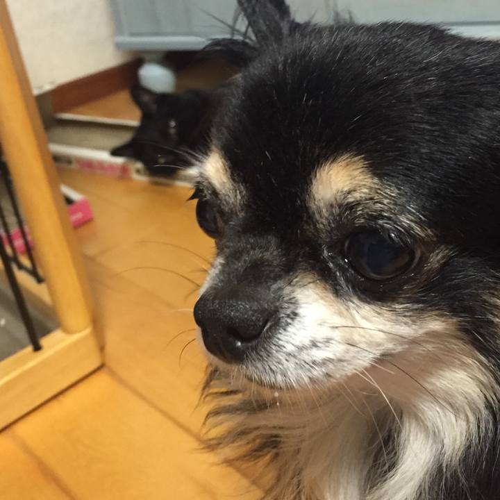 F18f0a2d 96b9 438f 98dc 6e2d5986dde6