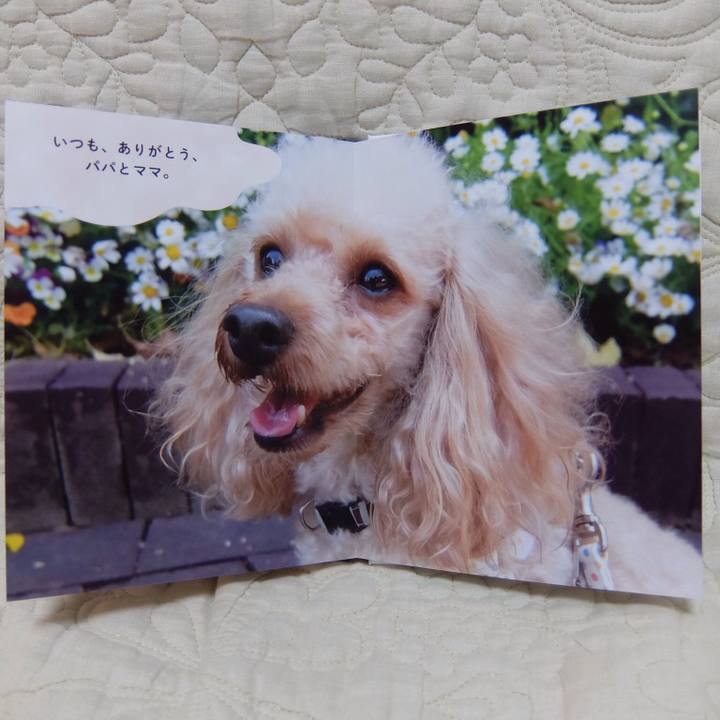 F190cc3d 450a 4997 9ce2 720dbef04e46