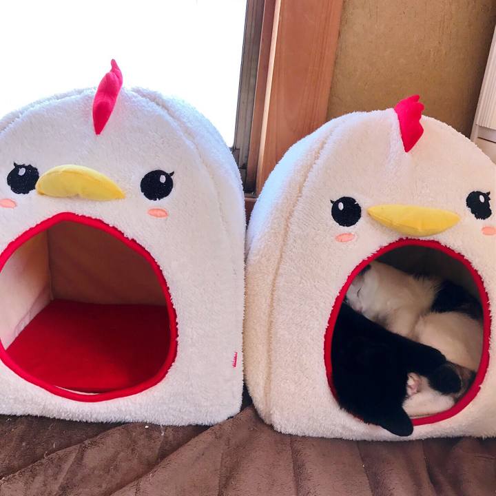 F19bafda 5175 4646 ab31 c50c0e28ba95