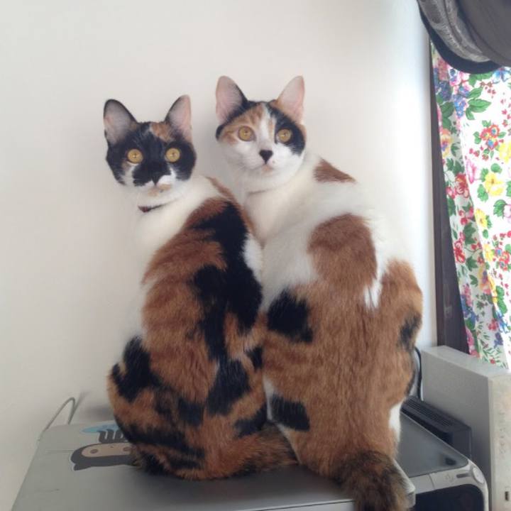 F1ab2efb a011 4cb0 955d 2c7ab58044d0