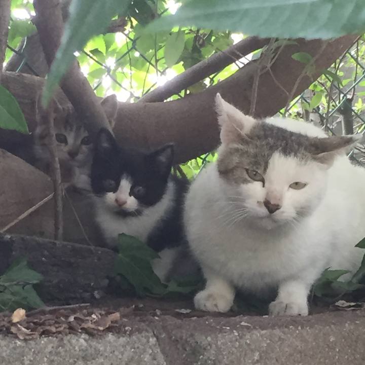 F1bdb81f d9f0 4a01 a132 eb95091d0047