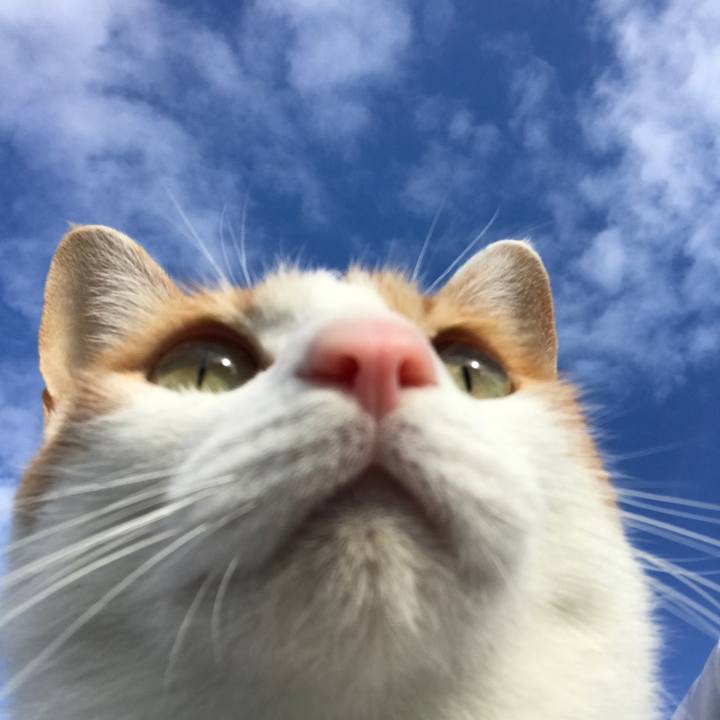 F1c162d4 a87b 41f7 a009 801c53c19430