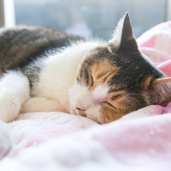 F1c2f1a4 e7c1 4307 ae3f 1fa51340fc7f