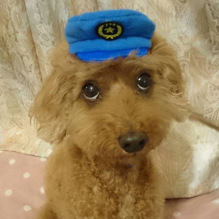 F1c51628 540a 4b63 aaf7 36b301ee4e8a