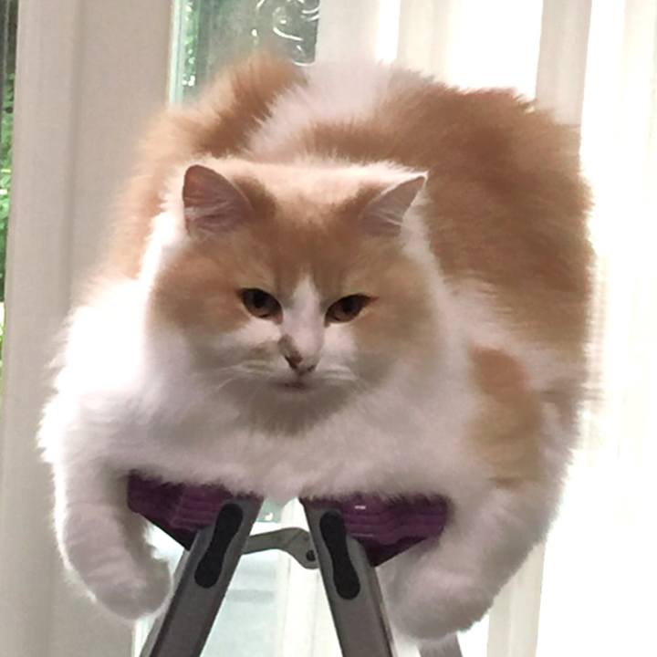 F1c82375 940a 4266 ab17 c80e478f9d0b