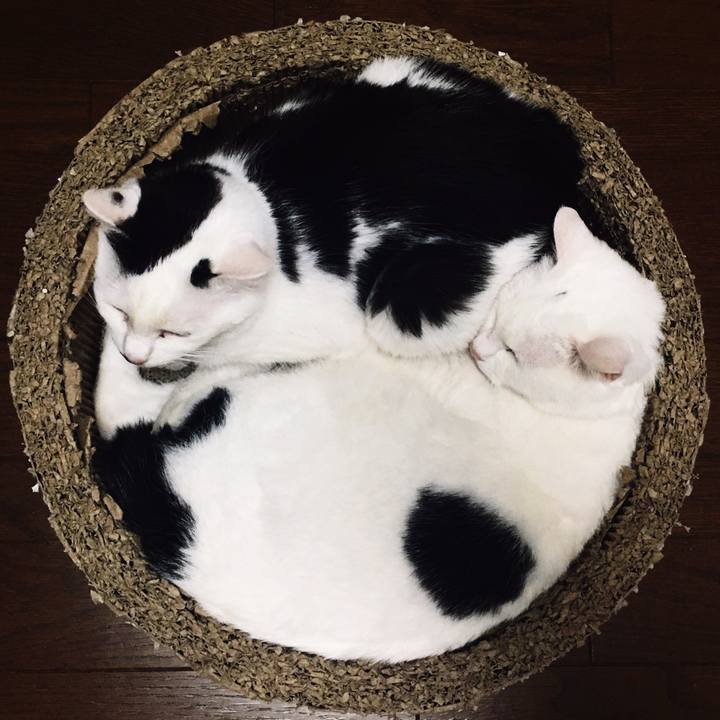 F1dc60ea 1cbb 496a 906b 8c660433cfdc