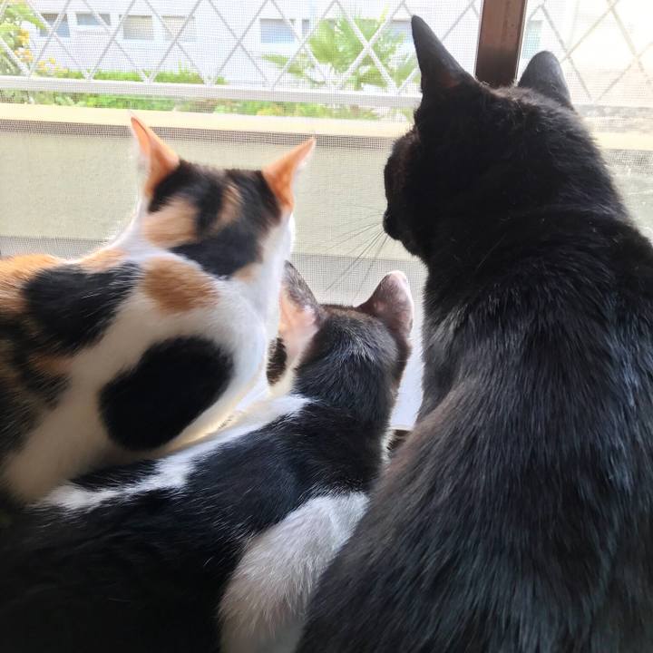 F1e68e98 5c63 4f72 80a7 f9ec2227f990