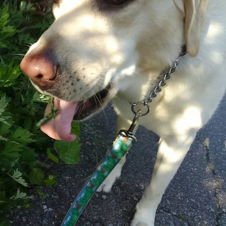 F1f0705f c388 40d7 ab34 31006fcdc738