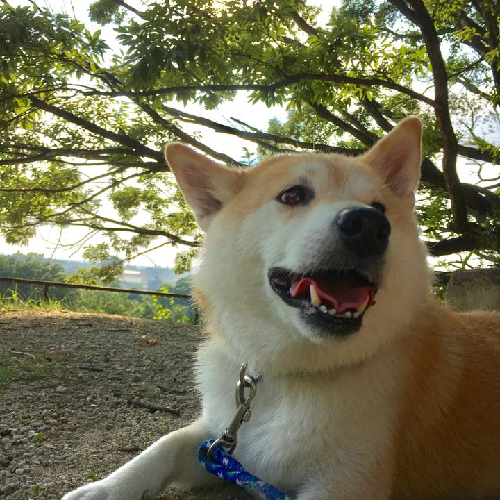 F1f0cc50 9885 4241 978f 30f15020075e