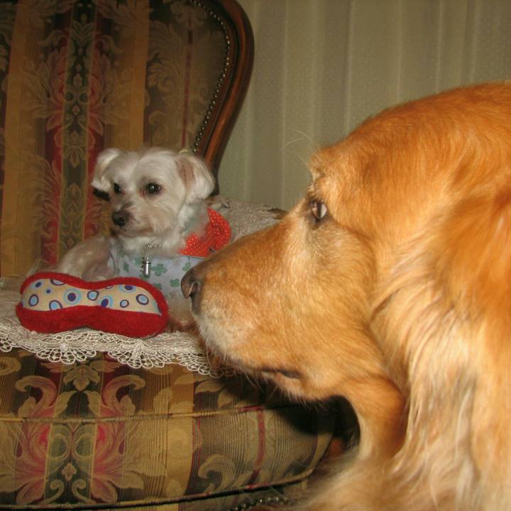 F1f52943 40c3 4c4d 9f4d 3c72d2d71323