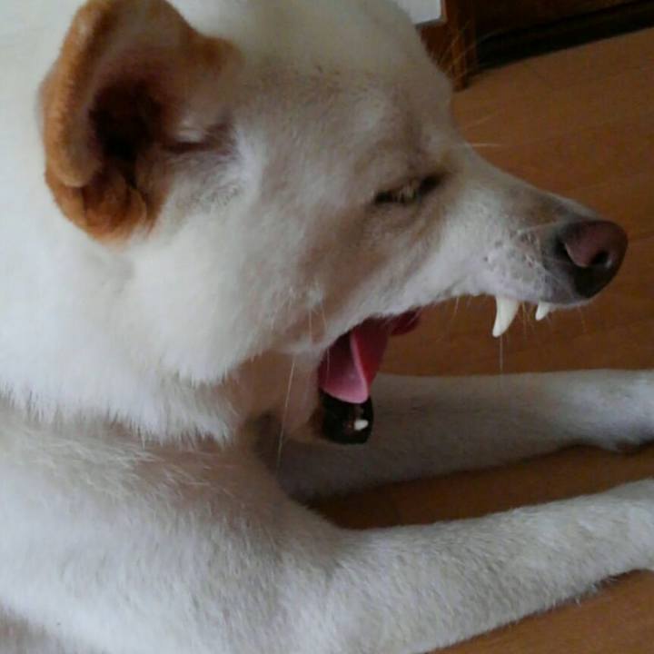 F1fc55de a6c8 4938 a4fe 81986f05bdd4