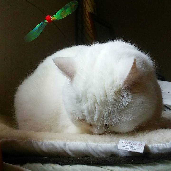 F20f3649 6eb8 4cd3 bc3e b945d8936867