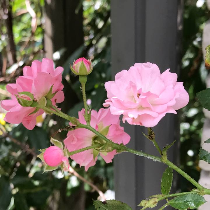 F225b624 44c1 4e99 9ae4 4c4865464359