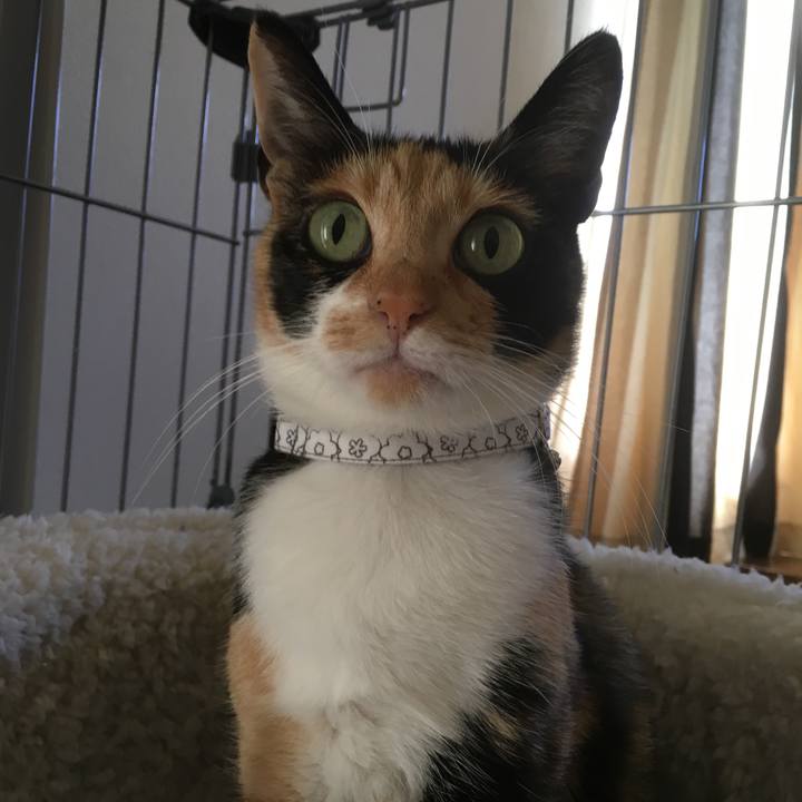 F229d37c c03c 4743 91db 3db91ecee111