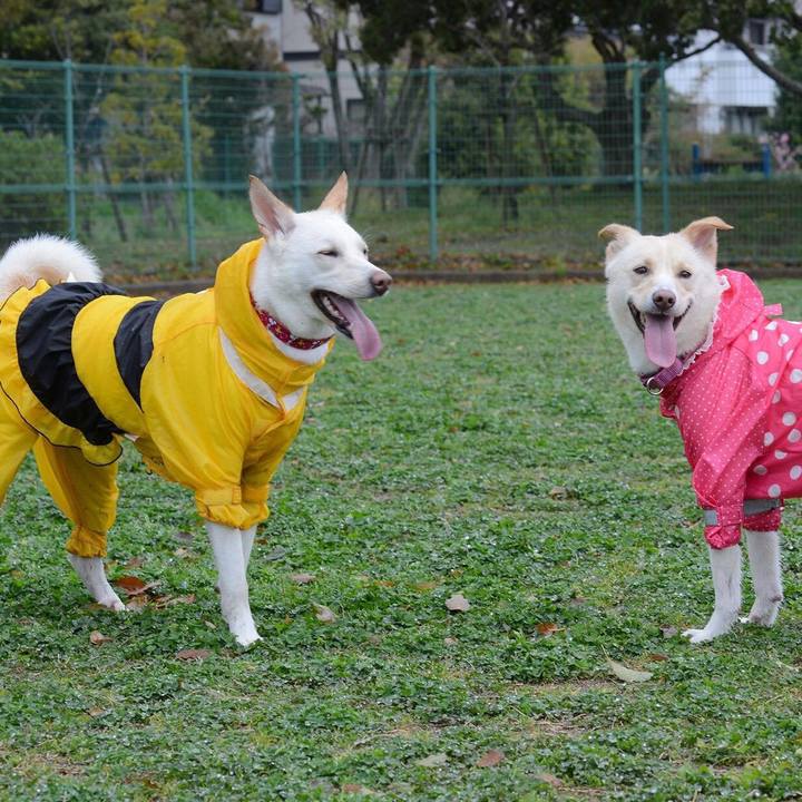 F233a12b 8ad2 4664 862b be71c7790a0d