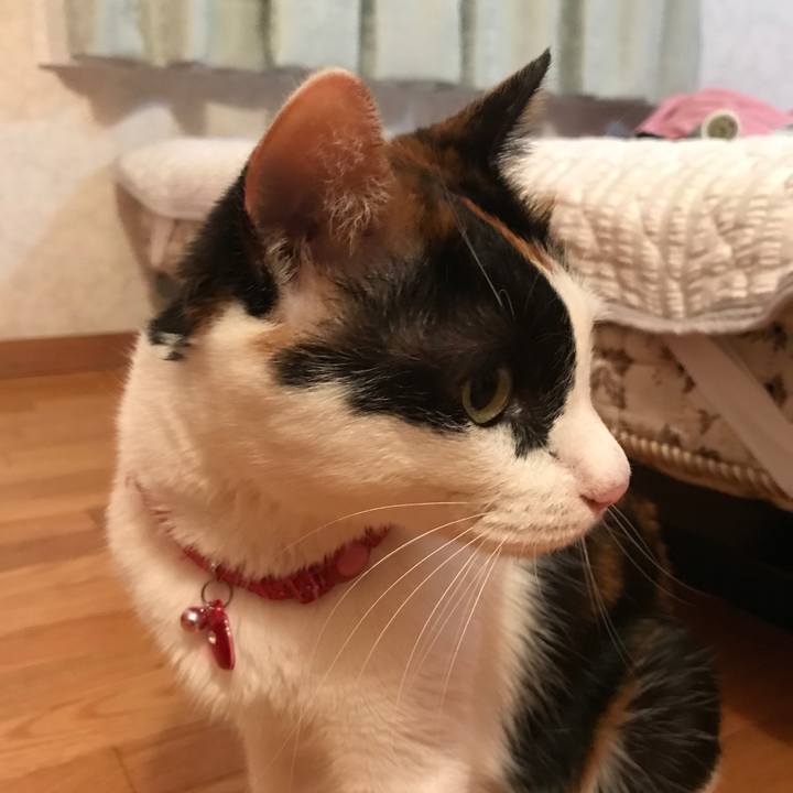 F2344cb1 8ac2 4923 b4ed 15e2bf60b45d